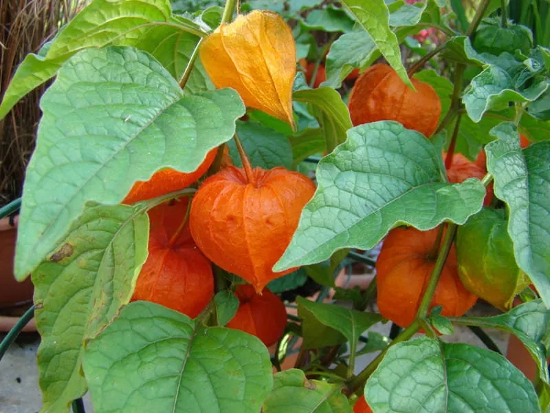 🎉65% OFF💥🔥Lantern Cherry Seeds🍓🍒Winter Ground Cherry-Strawberry Ground Cherry-Plantjoyfarm-