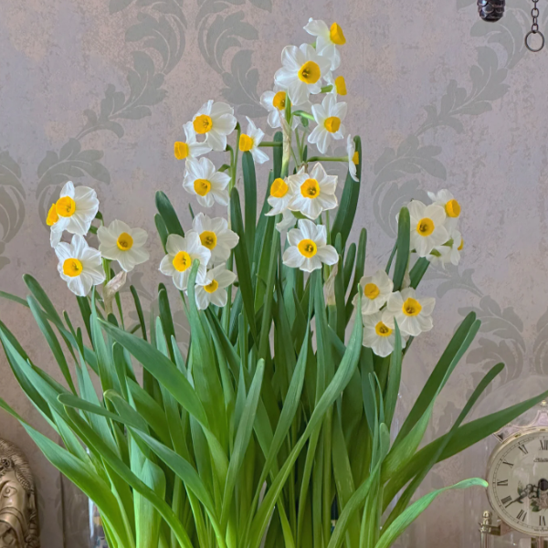 🌺White Purity - Third Generation Daffodils-Plantjoyfarm-best selling,Garden Seeds