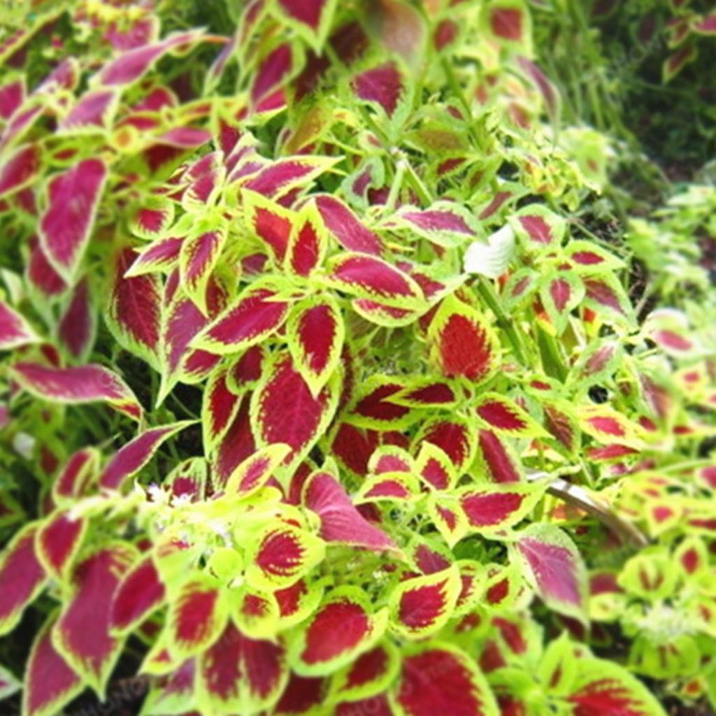 50pcs/Bag Coleus Bonsai Flower Leaf Plants Rainbow Dragon Seeds Garden-Plantjoyfarm-Garden Seeds,best selling