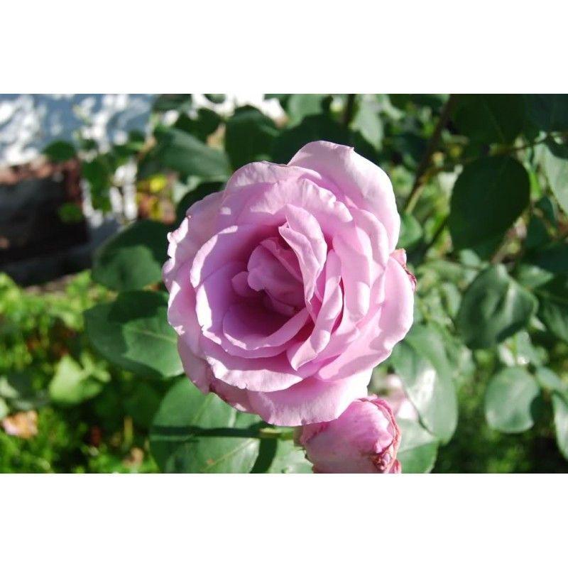 100pcs/Bag Climbing Rose Seeds-Plantjoyfarm-Climbing Rose,Flower Seeds,Garden Seeds,Rose seeds,best selling
