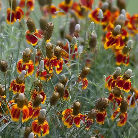 50 Pcs RARE MEXICAN HAT SEEDS-Plantjoyfarm-Garden Seeds,best selling