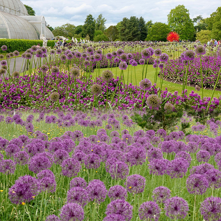Giant Allium Giganteum Ornamental Onion Flower-Plantjoyfarm-Flowers Seeds,Garden Seeds,best selling