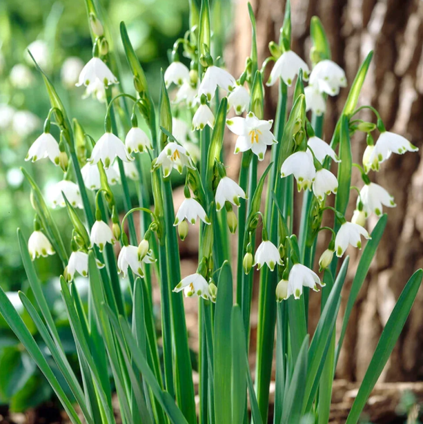 🌼Snowdrop Flower Seeds—Symbol Of Hope-Plantjoyfarm-best selling,Garden Seeds