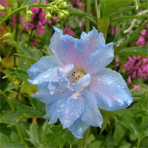 Smeraldo Flower-Plantjoyfarm-Flower Seeds,Garden Seeds,best selling