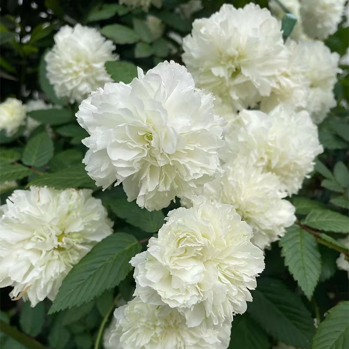Blanc Double-Blossom de Coubert Seeds-Plantjoyfarm-Flower Seeds,Garden Seeds,best selling