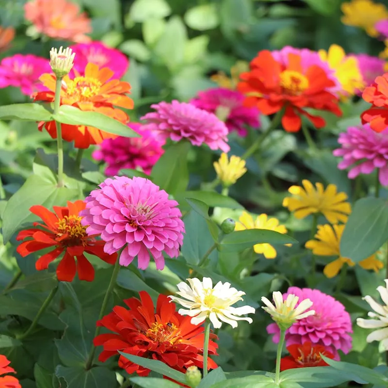 Mixed Zinnia Seeds-Plantjoyfarm-Flower Seeds