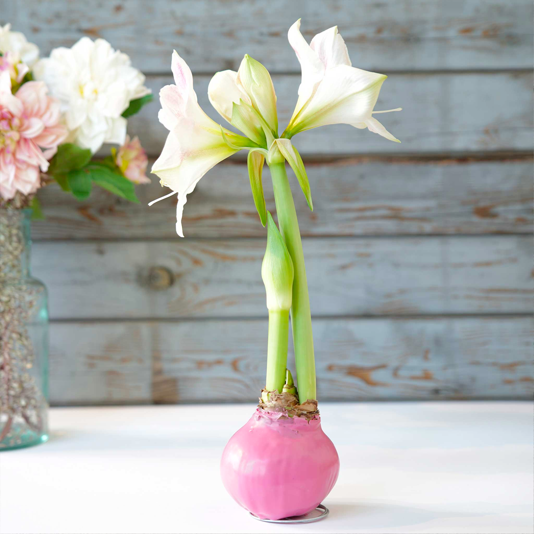 Amaryllis Bulbs - Easy-Care Pink Wax with White/Pink Blooms-Plantjoyfarm-flower bulb,Flower Seeds