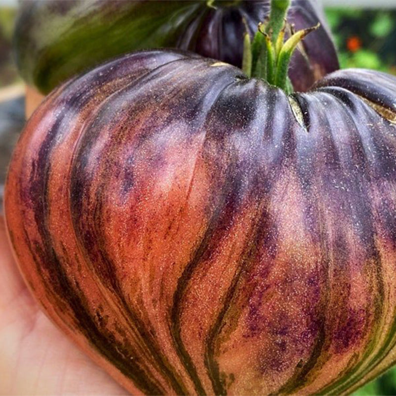 CRUSHED HEART Tomato - Organic Heirloom Seeds-Plantjoyfarm-new,vegetable