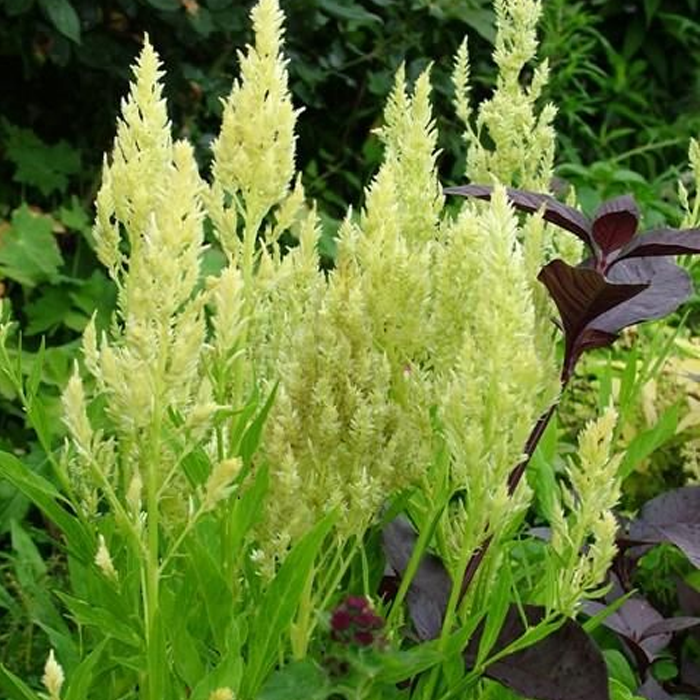 500 Pcs Plumed Castle Celosia Seeds-Plantjoyfarm-Flower Seeds