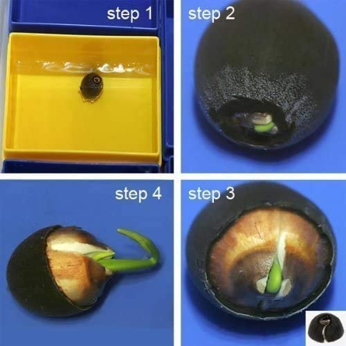 10 Rare Rainbow Lotus Seeds - Bowl Water Lily Hydroponic Plants - Fast Growing-Plantjoyfarm-Flower Seeds,Garden Seeds,best selling