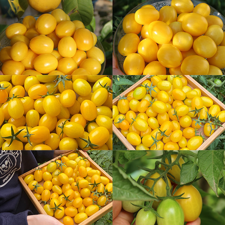Patio Choice Yellow Cherry Tomato Seeds-Plantjoyfarm-Tomato Seeds,Fruit Seeds,best selling