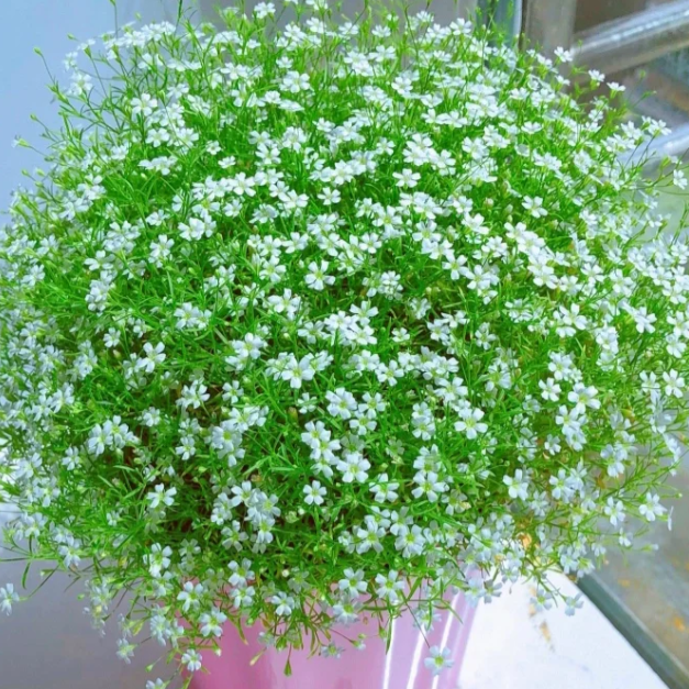 🌟Gypsophila—Sky Full Of Stars-Plantjoyfarm-best selling,Garden Seeds