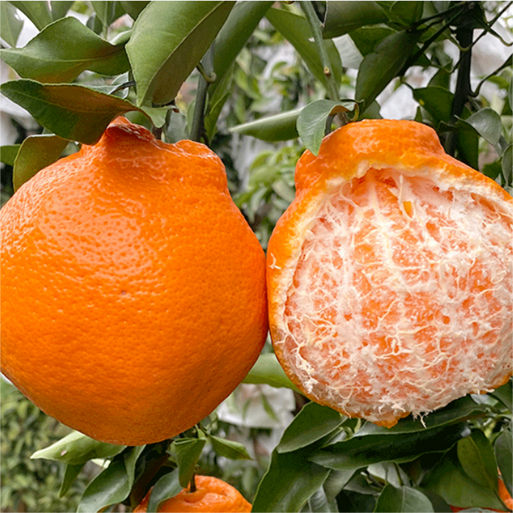 Rake Citrus Seeds (🪴Can be potted)-Plantjoyfarm-