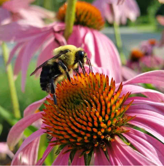 50Pcs RARE PURPLE CONEFLOWER SEEDS-Plantjoyfarm-Garden Seeds,best selling