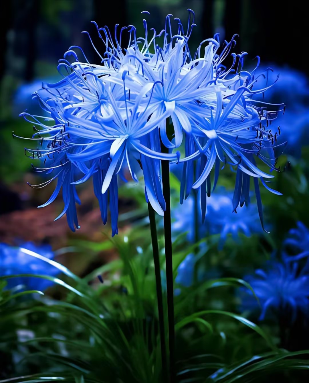 Higanbana Spider Lily Equinox Flower Bulbs-Plantjoyfarm-best selling,Garden Seeds