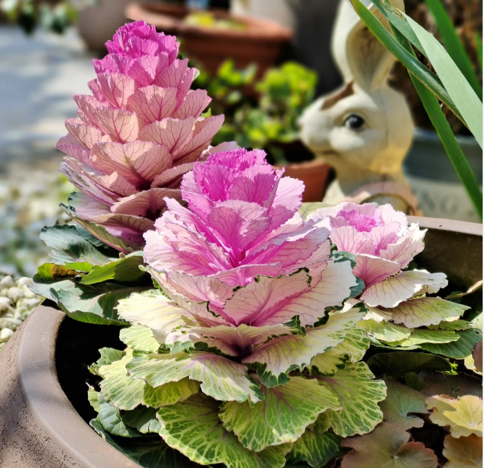 Colorful Kale Mix Seeds-Plantjoyfarm-Vegetable Seeds,best selling
