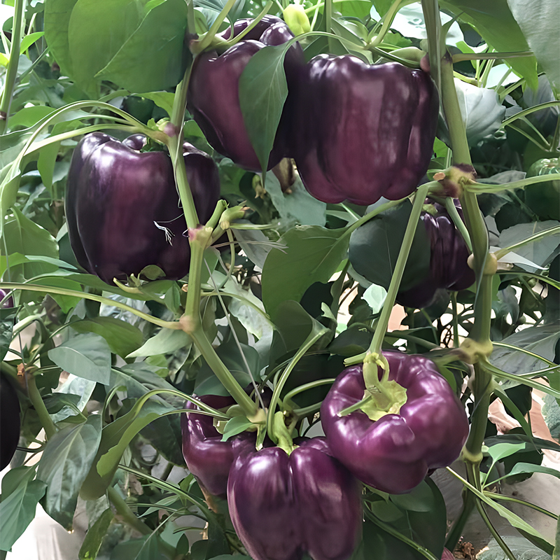 Rainbow Sweet Bell Pepper Seeds-Plantjoyfarm-Vegetable Seeds,vegetable,best selling