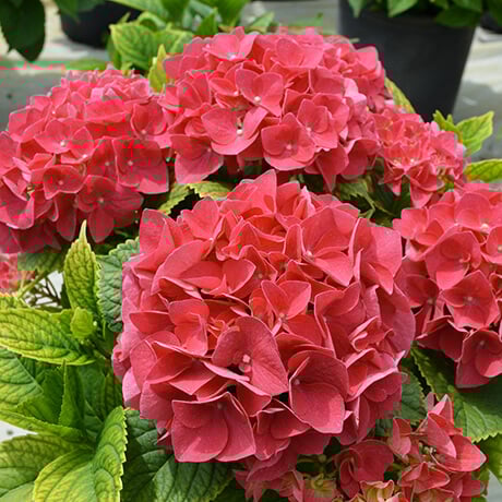 🔥Last Day 49%OFF - Colorful Giant Hydrangea Seeds-Perennial Flower Seeds