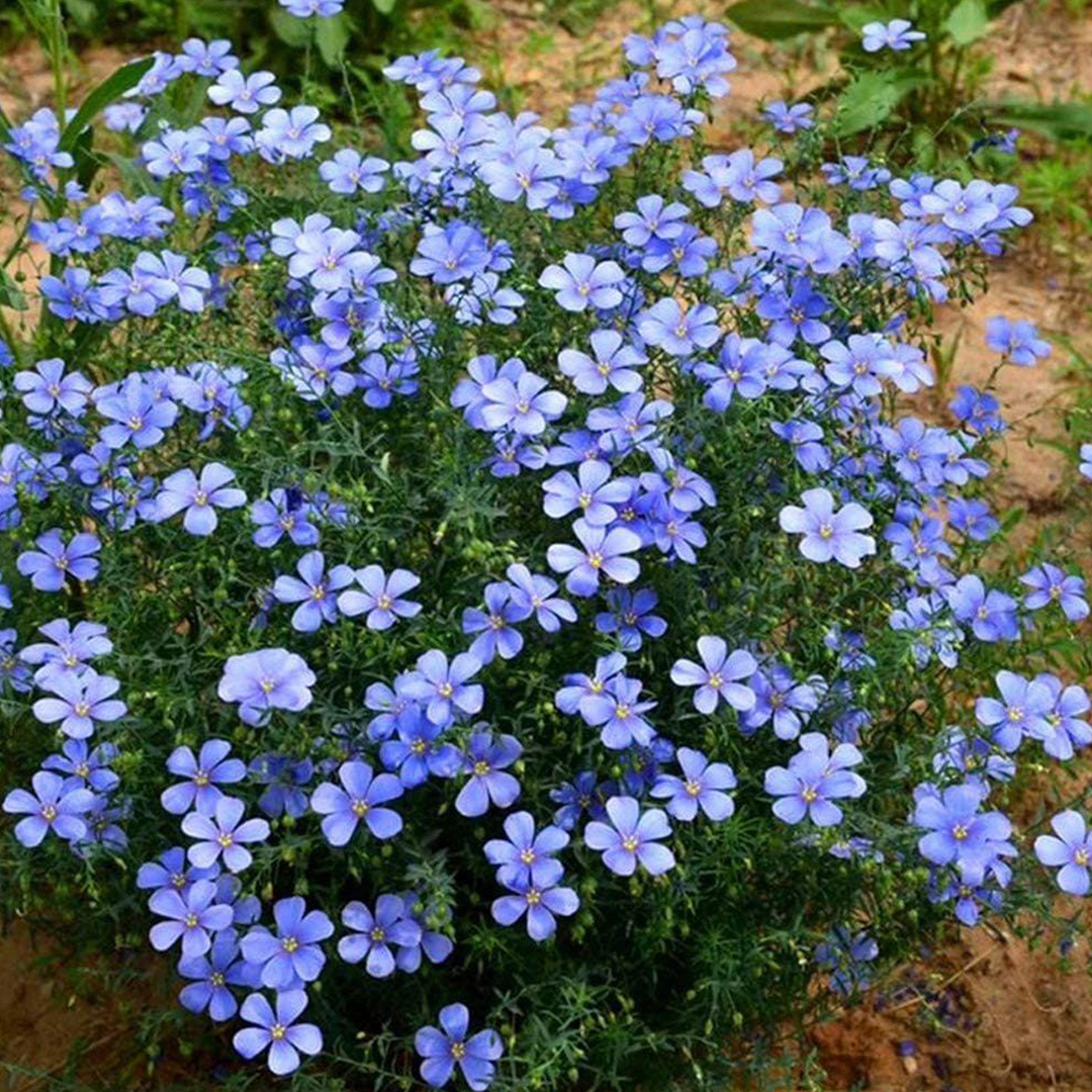 Perennial Blue Flax Seeds-Plantjoyfarm-Flower Seeds