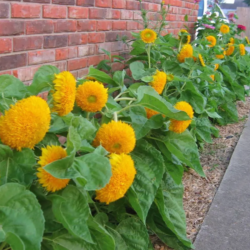 Teddy Bear Sunflower Seeds-Plantjoyfarm-Flower Seeds