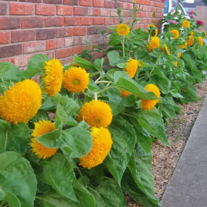 Teddy Bear Sunflower Seeds-Plantjoyfarm-Flower Seeds