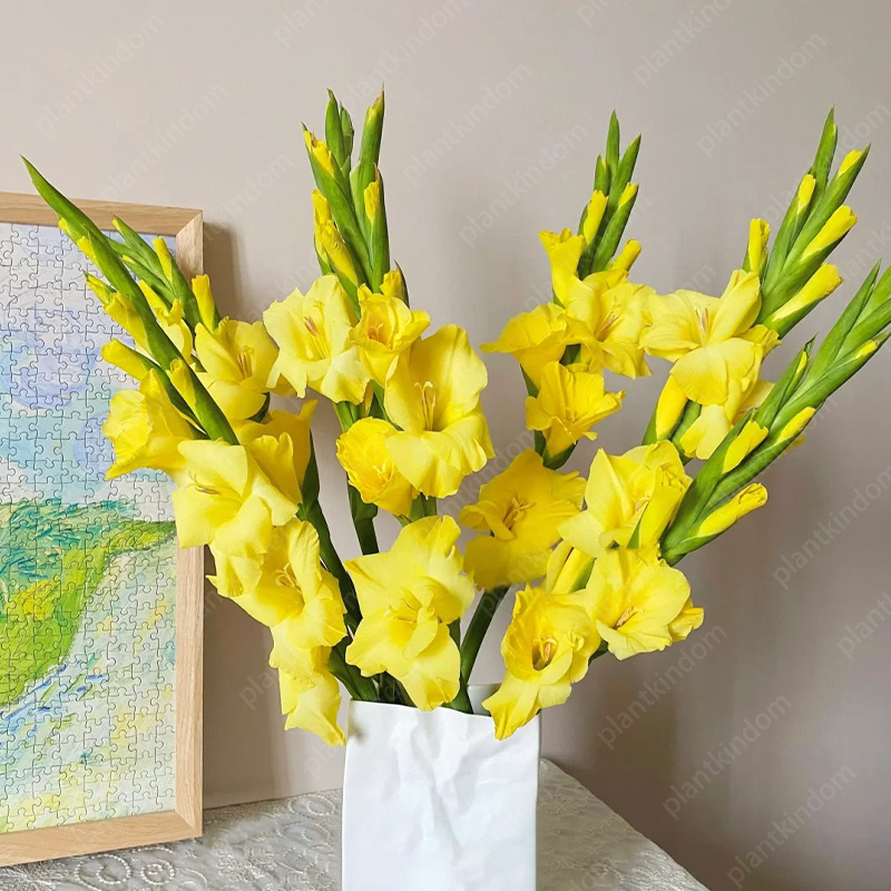 🎉Limited Time Offer: 50% Off : Gladiolus Bulbs!-Plantjoyfarm-best selling,Flower Seeds