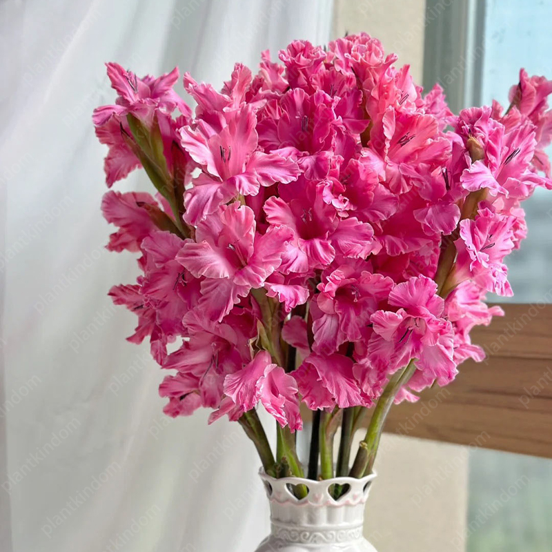 🎉Limited Time Offer: 50% Off : Gladiolus Bulbs!-Plantjoyfarm-best selling,Flower Seeds