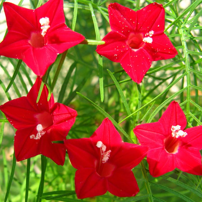 Cypress vine-Five Star Flower Seeds (100 capsules)-Plantjoyfarm-Garden Seeds