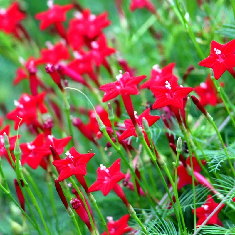 Cypress vine-Five Star Flower Seeds (100 capsules)-Plantjoyfarm-Garden Seeds