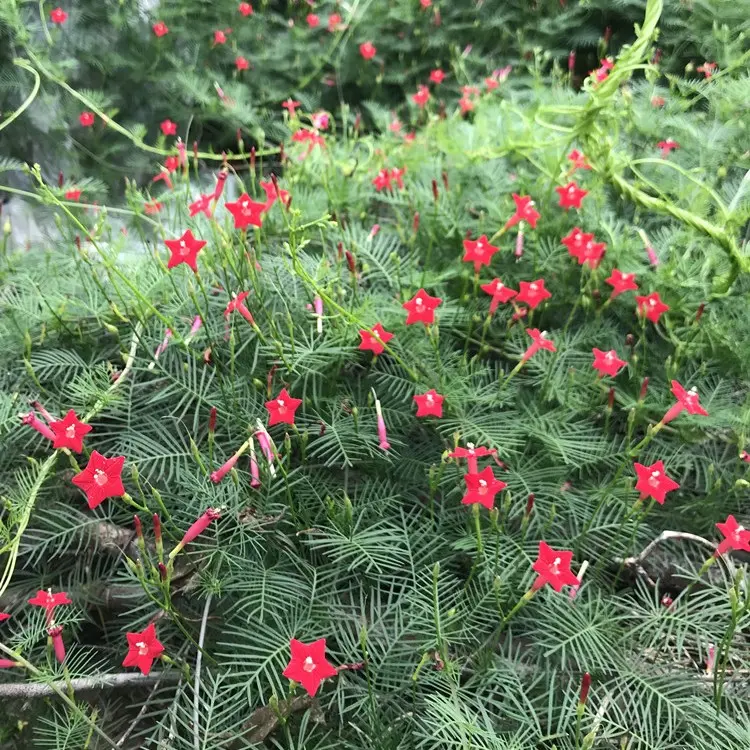 Cypress vine-Five Star Flower Seeds (100 capsules)-Plantjoyfarm-Garden Seeds