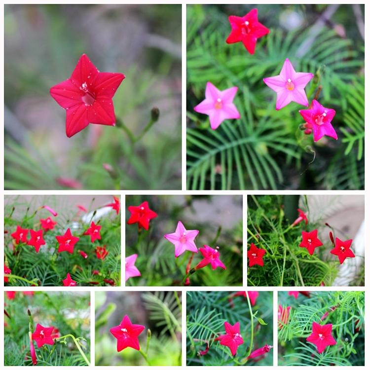 Cypress vine-Five Star Flower Seeds (100 capsules)-Plantjoyfarm-Garden Seeds