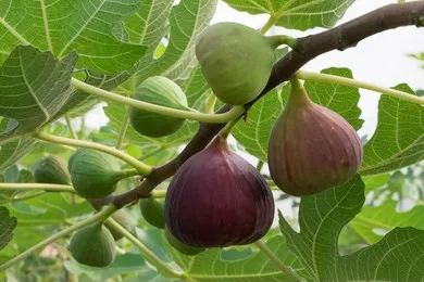 Fig Tree Seeds (Ficus carica), Sweet Fruit Shrub-Plantjoyfarm-Fruit Seeds,best selling