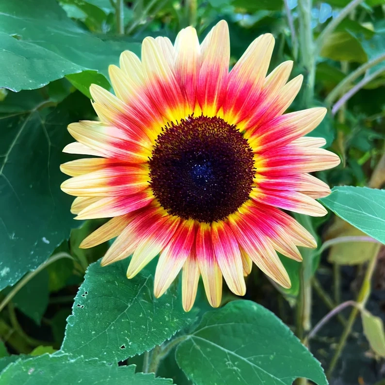 Sunflower – Your Garden’s Radiant All-Season Charm 🌻