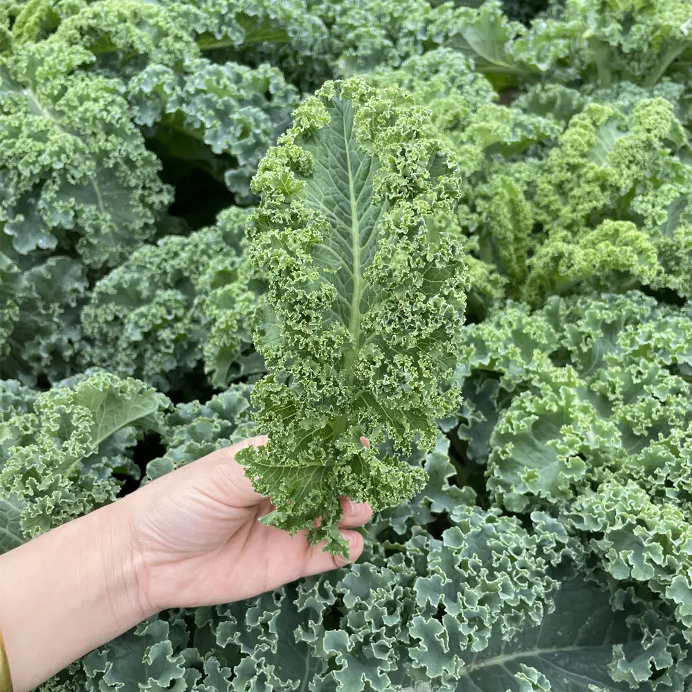Kale Seeds-Plantjoyfarm-Vegetable Seeds,best selling
