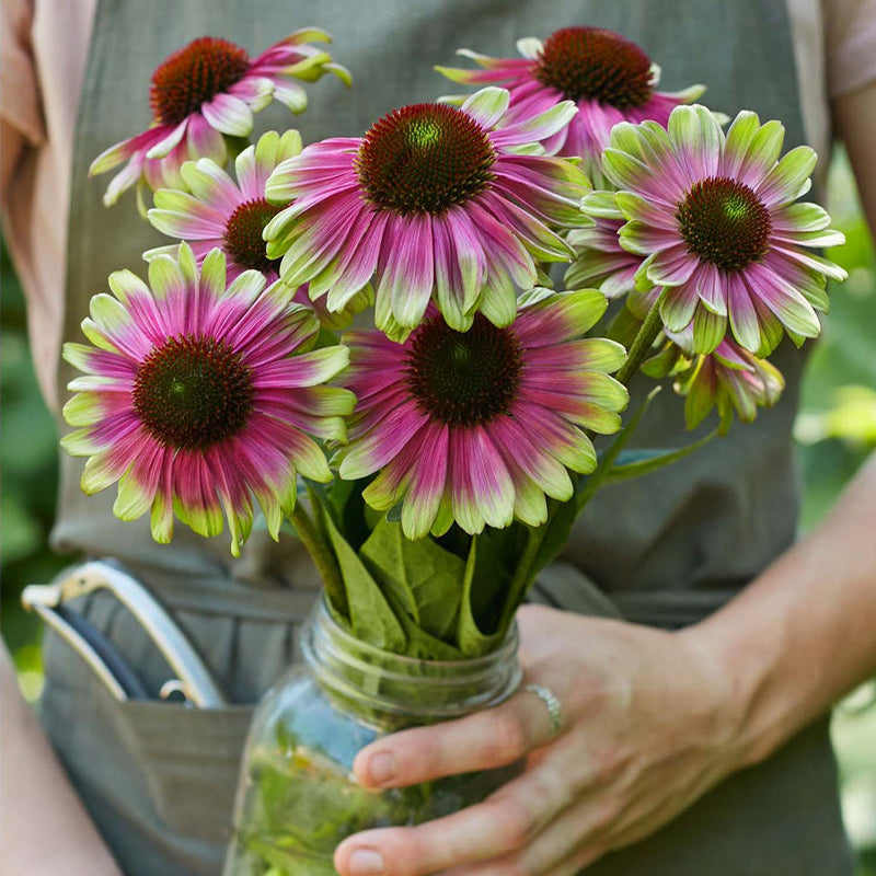 Echinacea, Sweet Sandia-Plantjoyfarm-2022,Garden Seeds,best selling