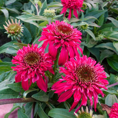 Double Scoop Raspberry Coneflower-Plantjoyfarm-Flower Seeds,Garden Seeds,best selling