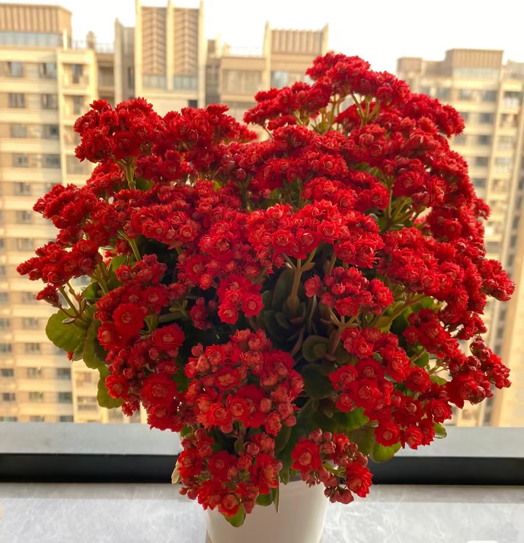 Kalanchoe Seed Garden Planting-Plantjoyfarm-Flower Seeds,Garden Seeds,best selling