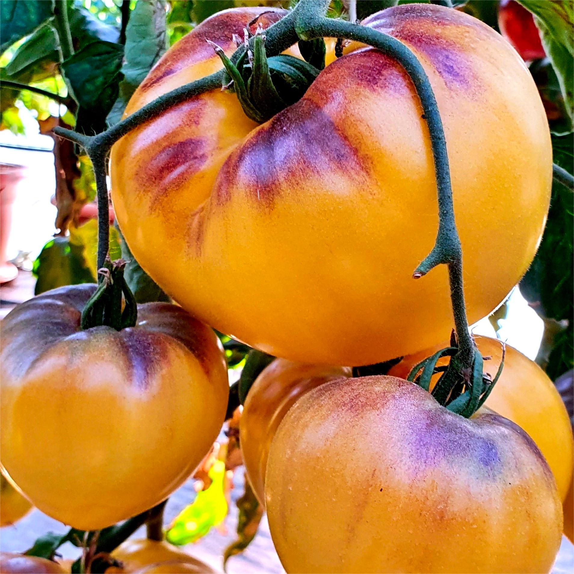 Sgt. Pepper's Tomatoes Seeds - Heirloom-Plantjoyfarm-