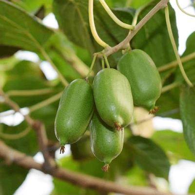 Soft Date Kiwi Fruit Seeds-Plantjoyfarm-