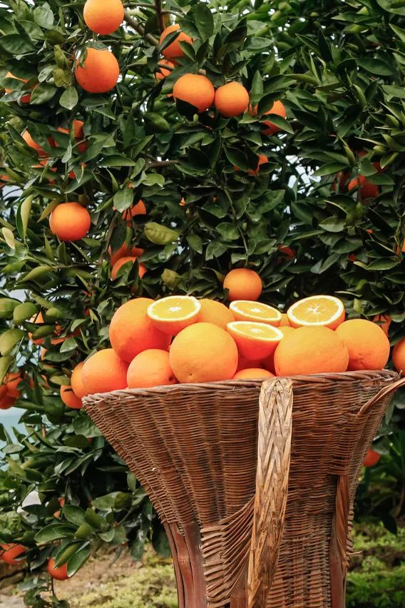 🍊Red Tangerine Seeds-Sweet, Juicy, Abundant Harvests-Plantjoyfarm-