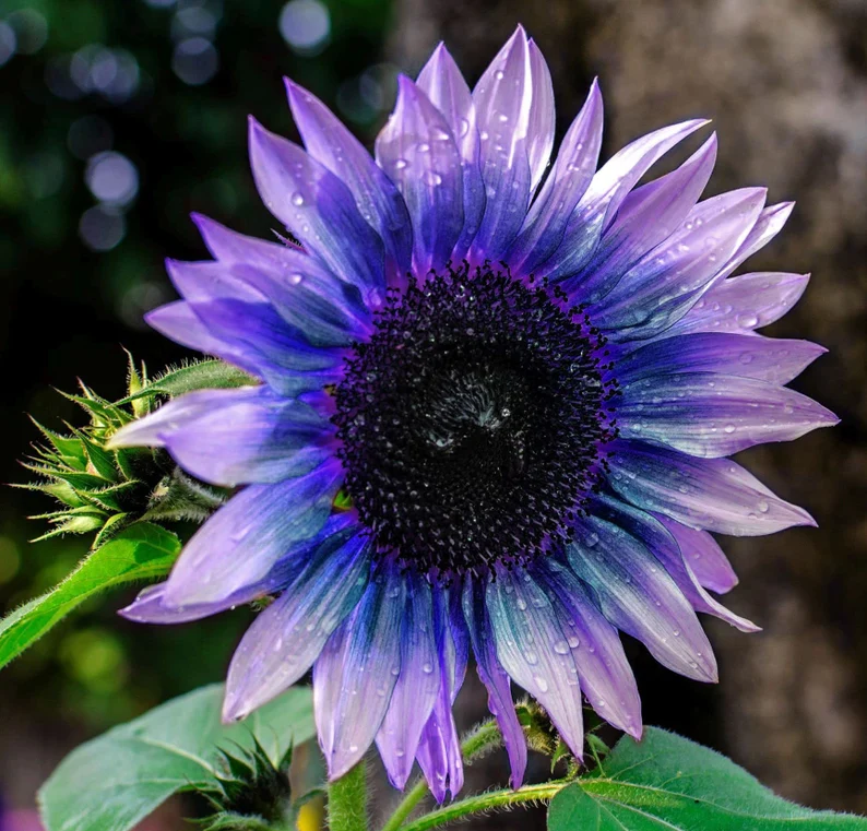 Sunflower – Your Garden’s Radiant All-Season Charm 🌻