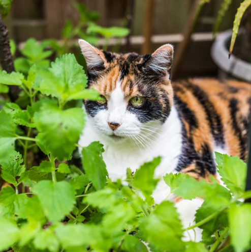 Catnip Seeds-Plantjoyfarm-best selling,Garden Seeds