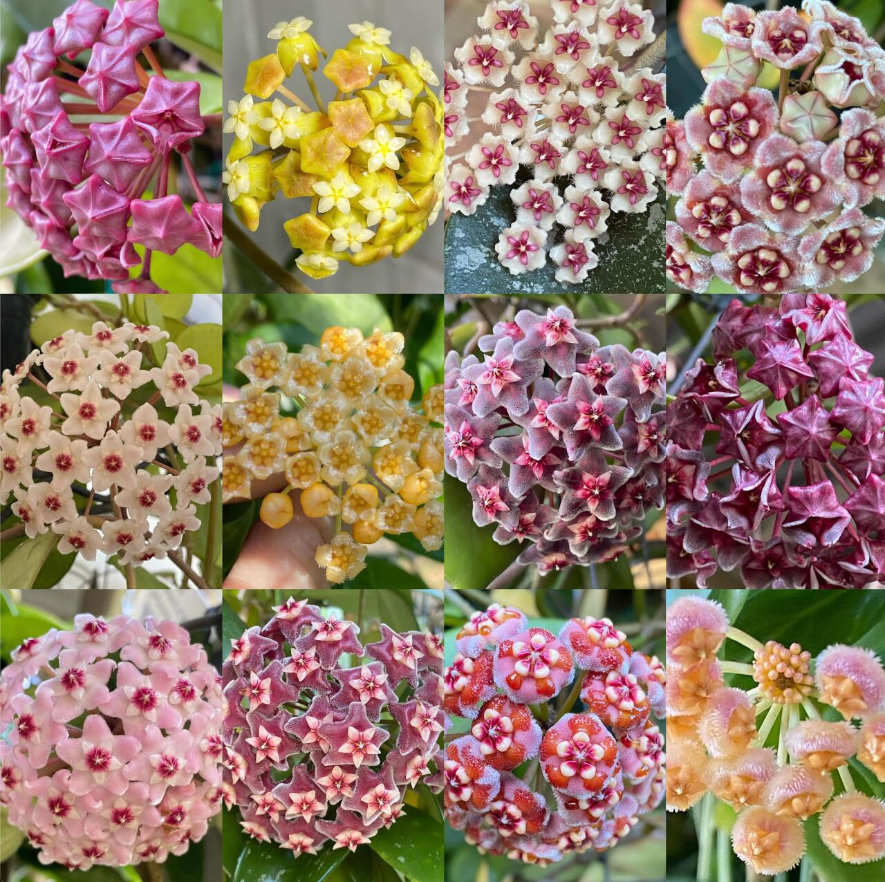 🌟Ball Orchid - Falling Stars From The Sky-Plantjoyfarm-best selling,Garden Seeds