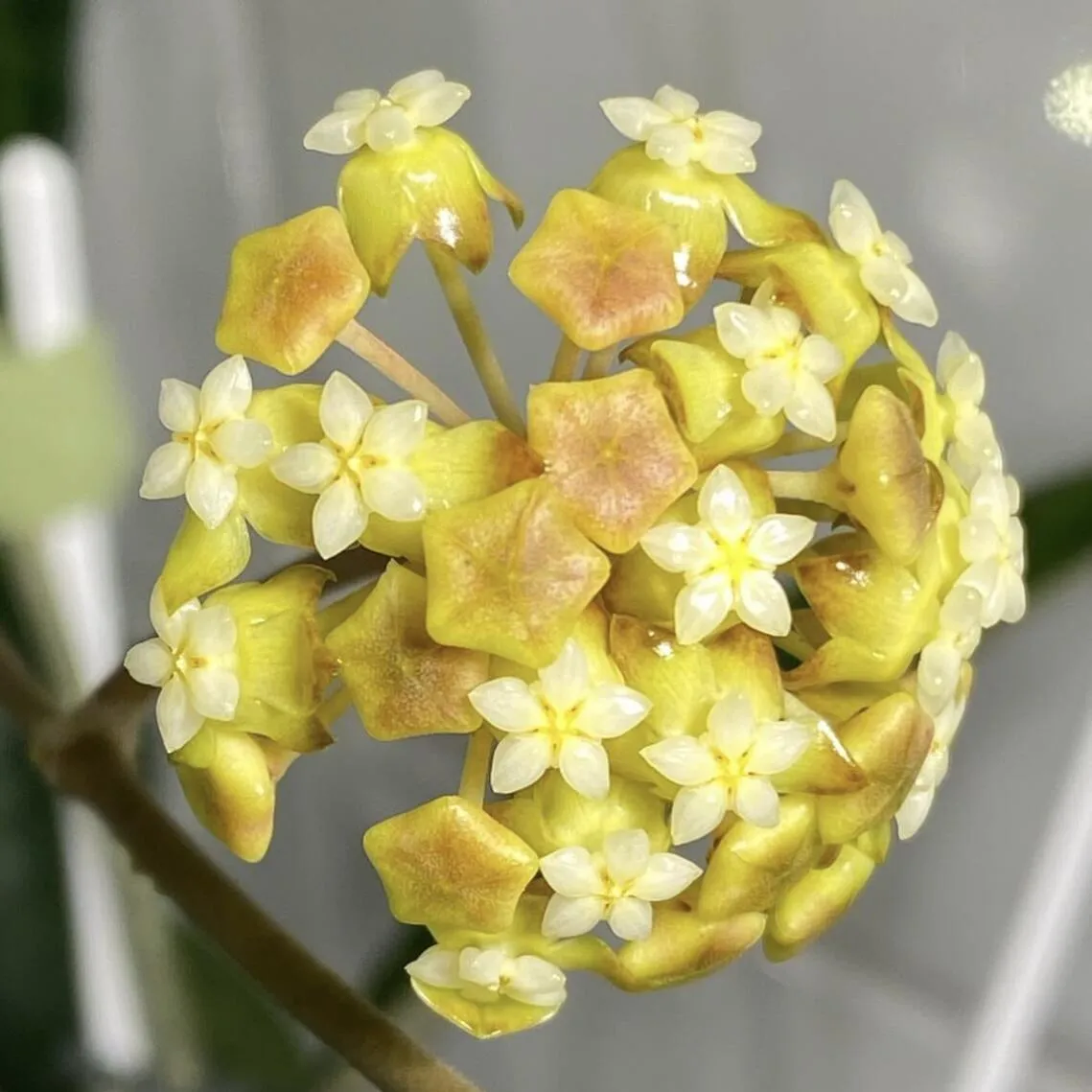 🌟Ball Orchid - Falling Stars From The Sky-Plantjoyfarm-best selling,Garden Seeds