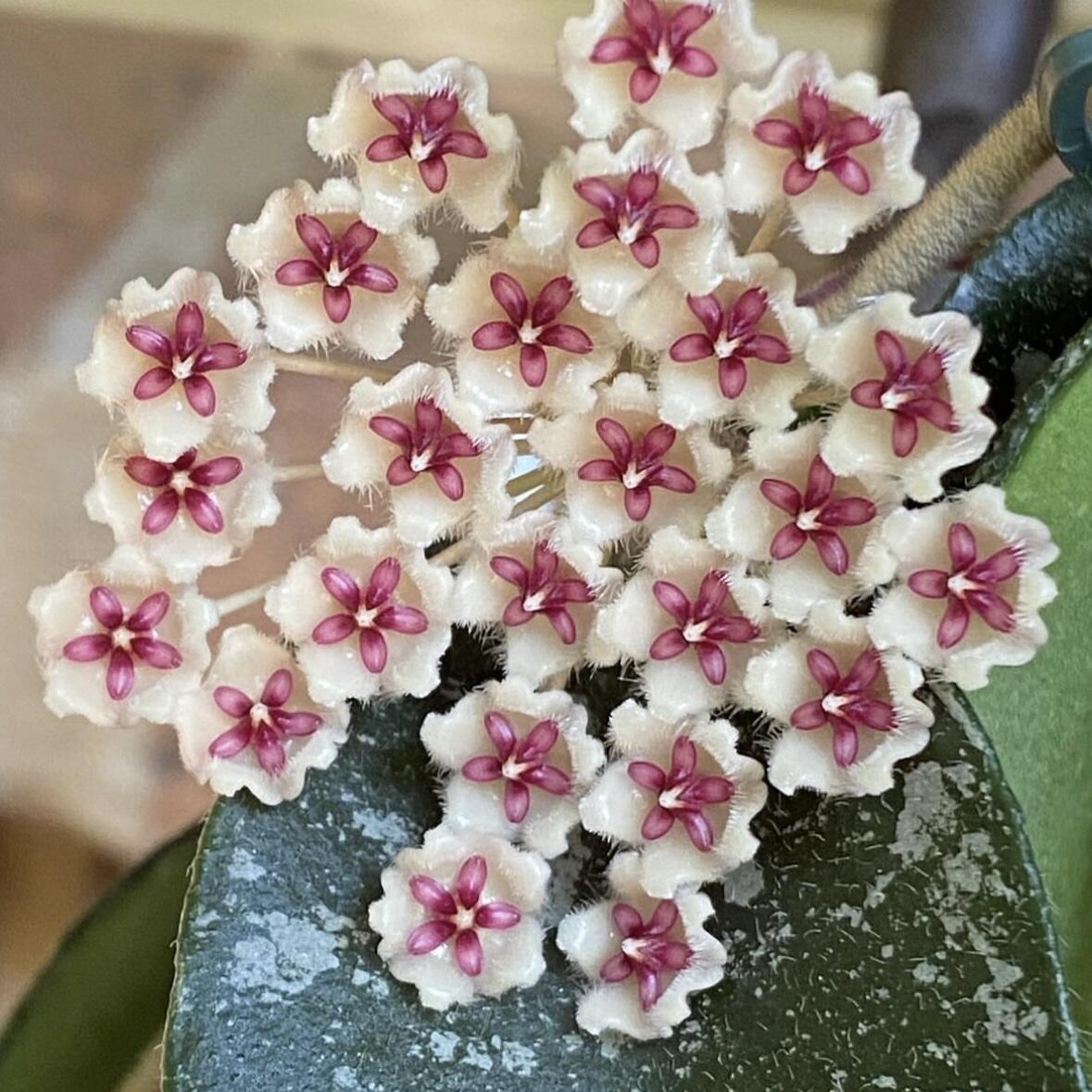 🌟Ball Orchid - Falling Stars From The Sky-Plantjoyfarm-best selling,Garden Seeds