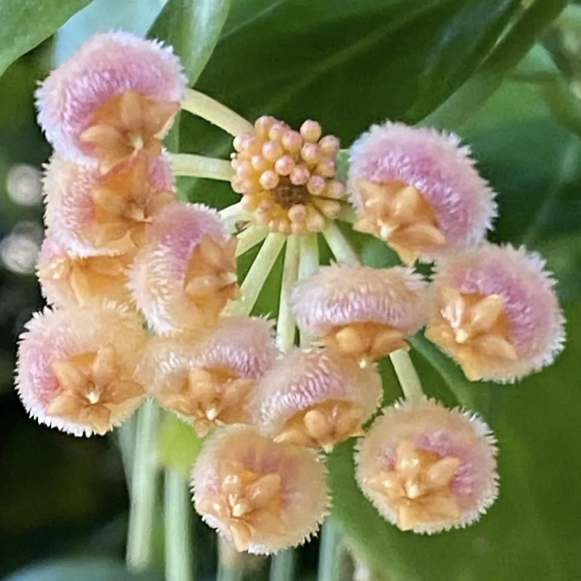 🌟Ball Orchid - Falling Stars From The Sky-Plantjoyfarm-best selling,Garden Seeds