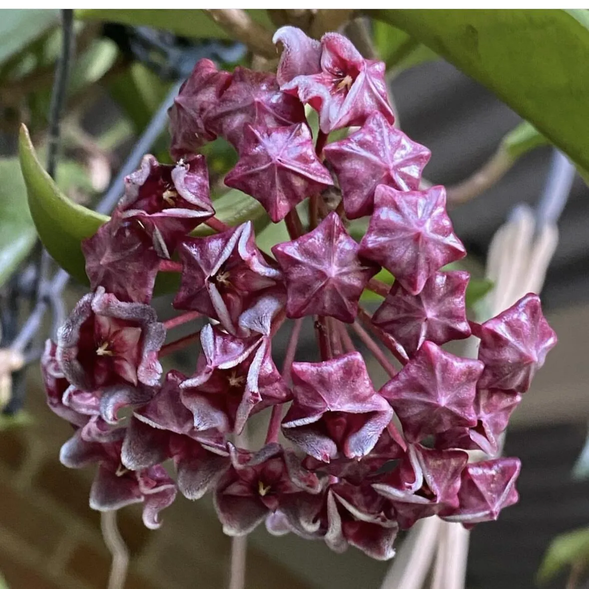 🌟Ball Orchid - Falling Stars From The Sky-Plantjoyfarm-best selling,Garden Seeds