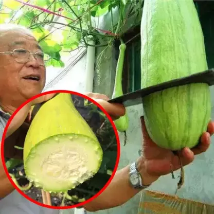 Chopping Melon Cut and Grow Melon Seeds-Plantjoyfarm-Vegetable Seeds,best selling