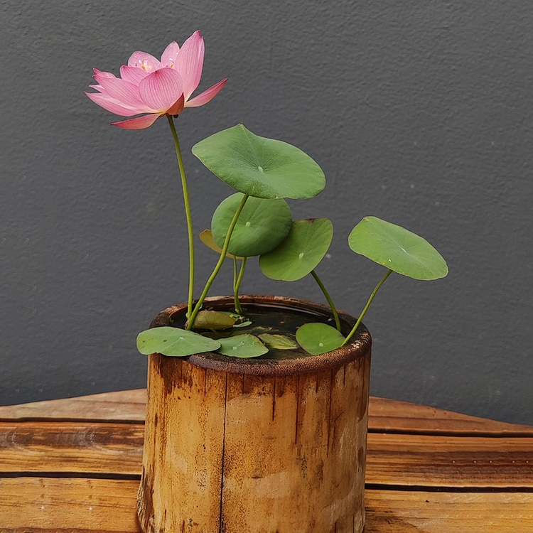 🪷Bowl Lotus: Embracing Zen Through Blossoms-Plantjoyfarm-best selling,Garden Seeds