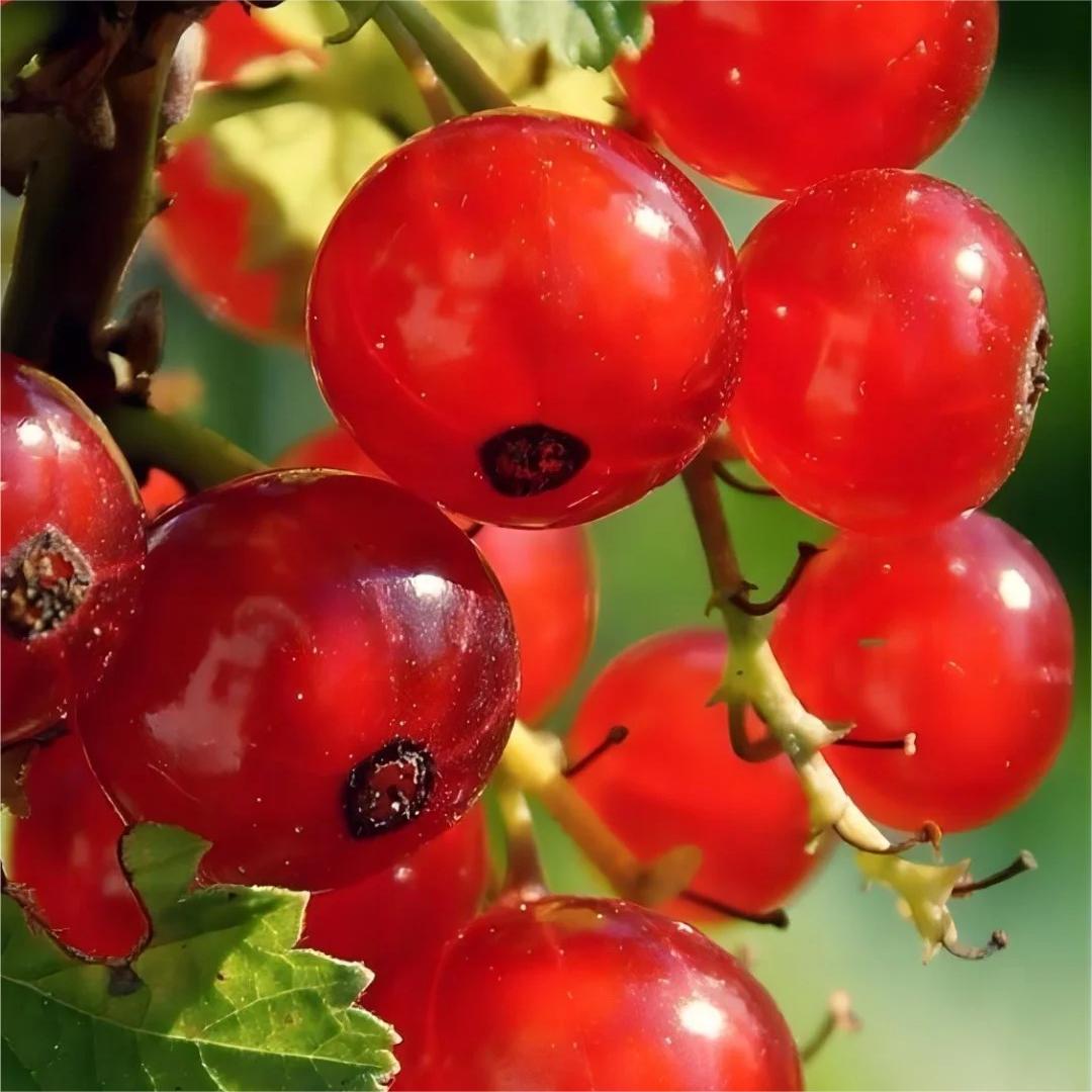 Multicolor Gooseberry Seeds-Plantjoyfarm-Fruit Seeds